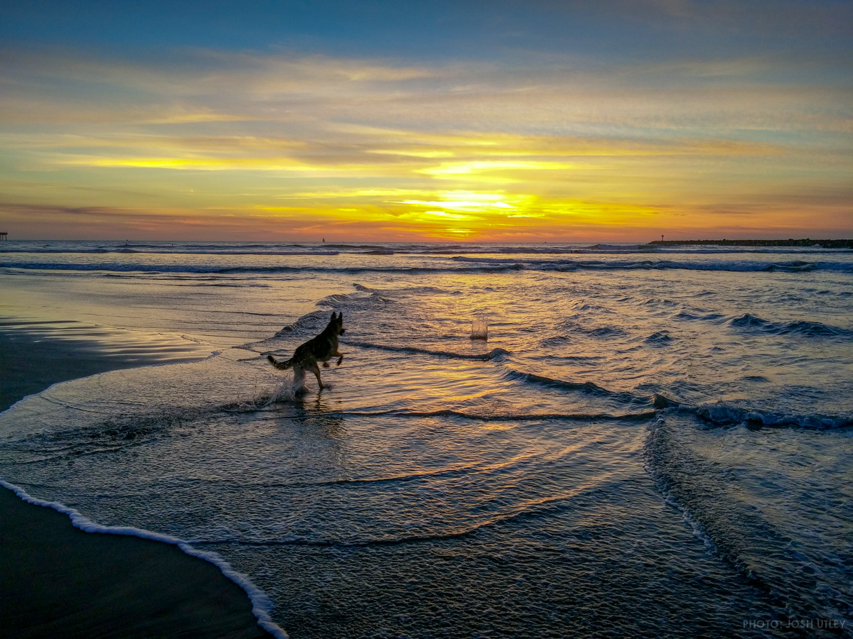 Dog fetching their ball during sunset