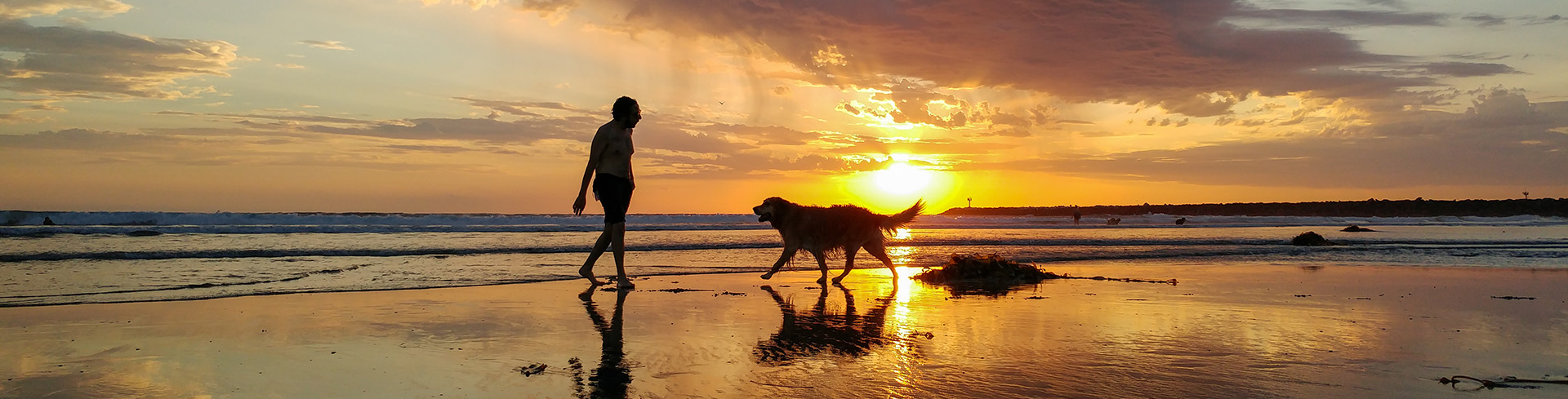 Dog Beach Sunsets