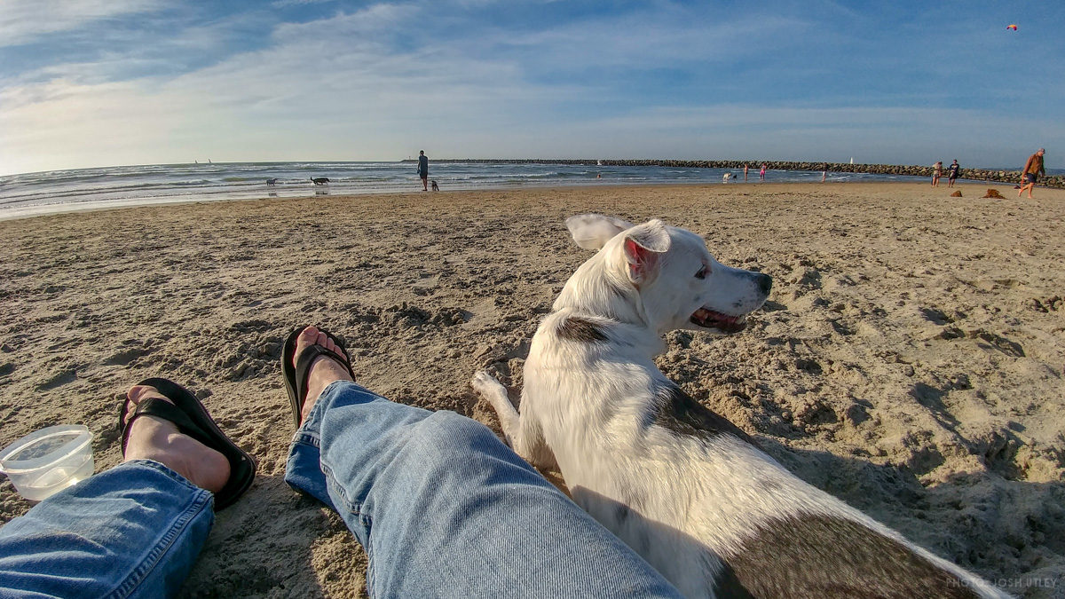 Observe the Scene at Dog Beach