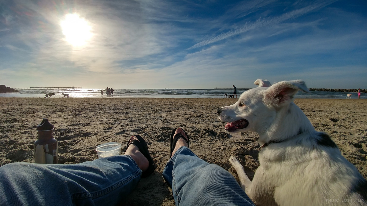Observe the Scene at Dog Beach