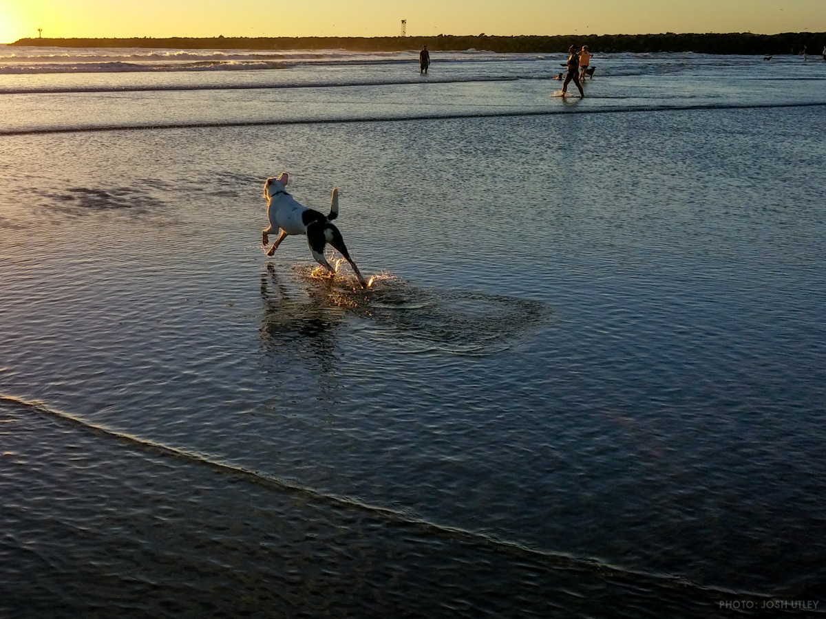 Dog running on water