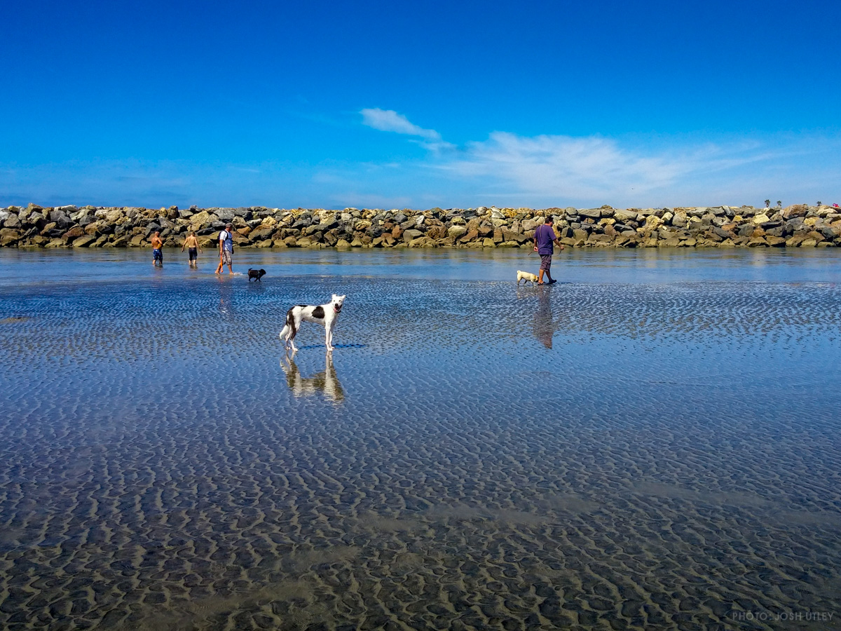 Dog standing in crystal clear water