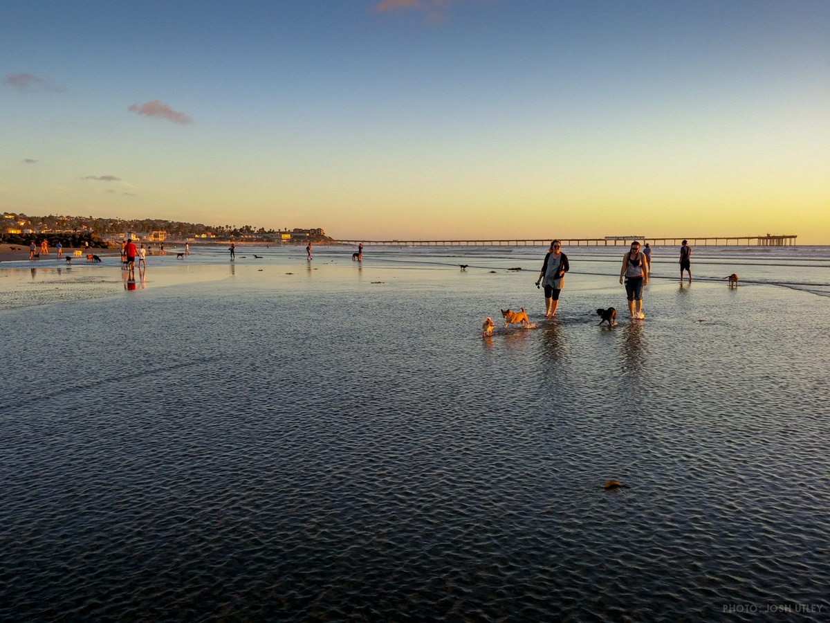 Sunday Funday at Dog Beach