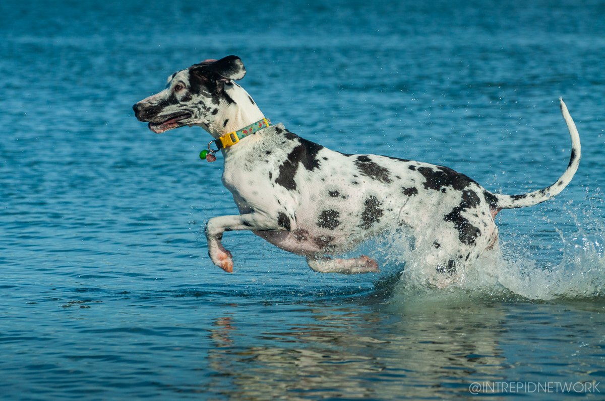 Pet's of Dog Beach San Diego