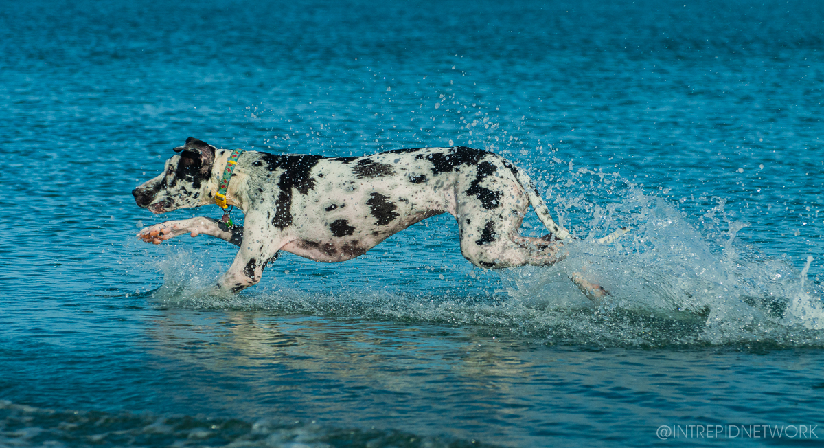 Pet's of Dog Beach San Diego