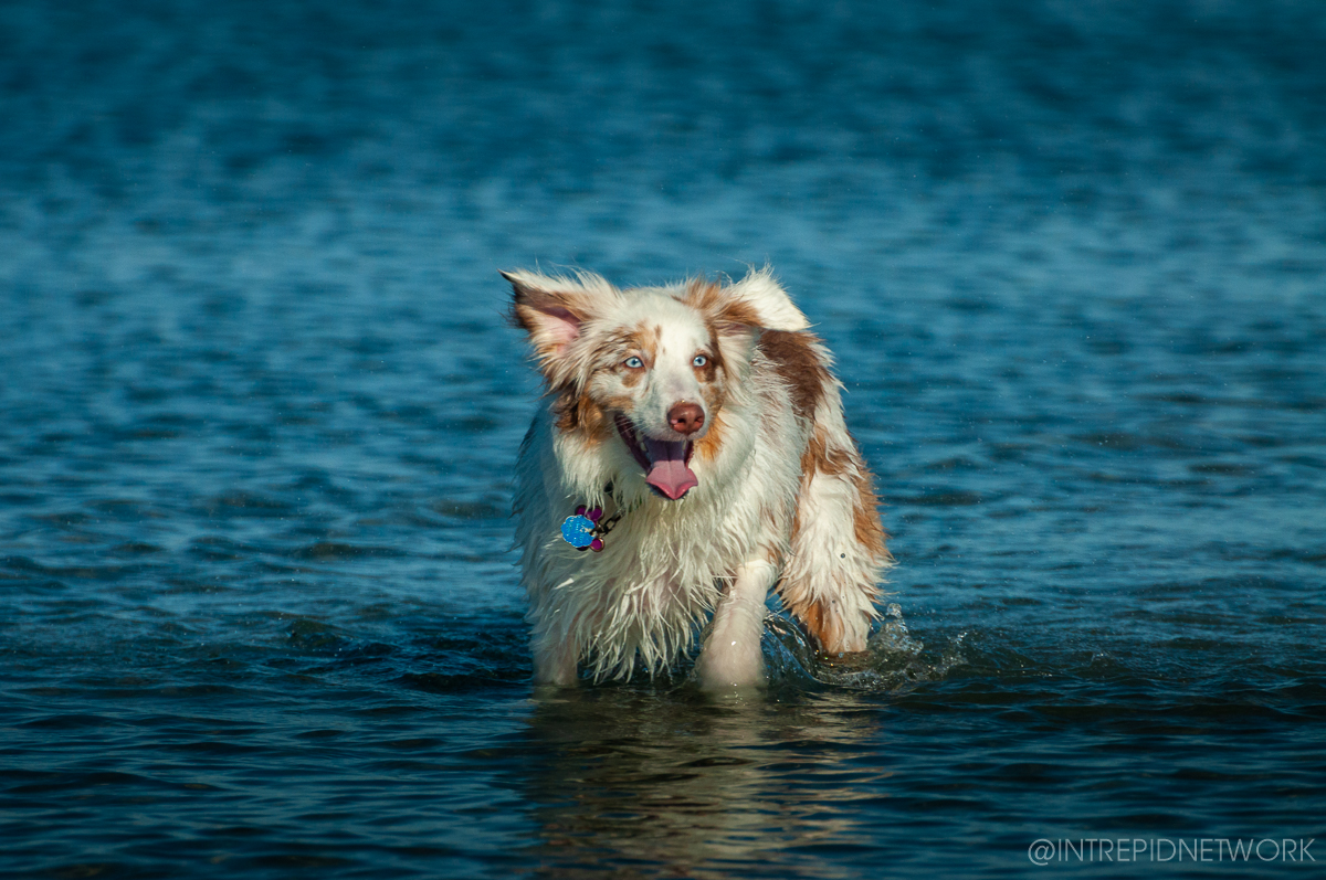 Pet's of Dog Beach San Diego