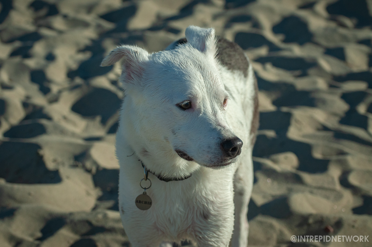 Archie at Dog Beach