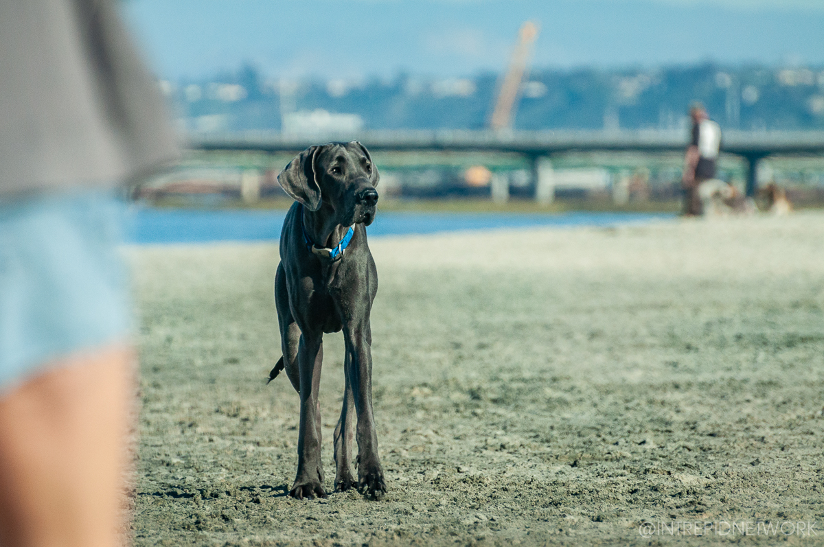 Pet's of Dog Beach San Diego