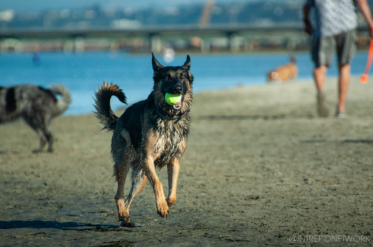 Pet's of Dog Beach San Diego