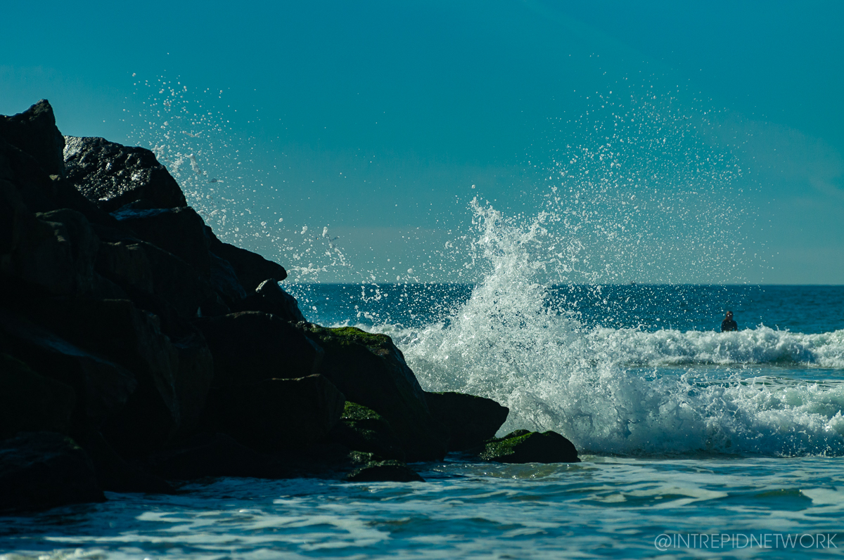 Pet's of Dog Beach San Diego