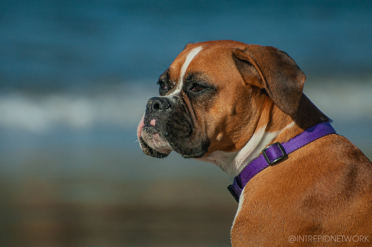 Pet's of Dog Beach San Diego