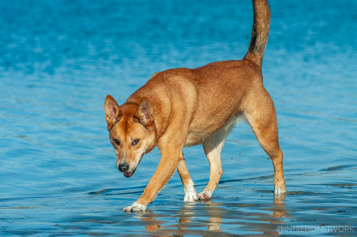 Pet's of Dog Beach San Diego