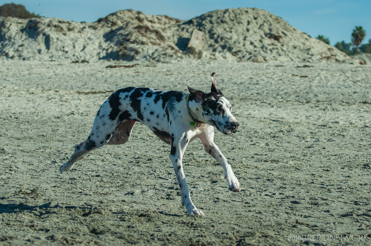 Pet's of Dog Beach San Diego