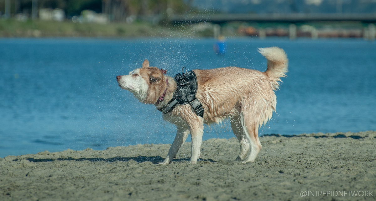 Pet's of Dog Beach San Diego