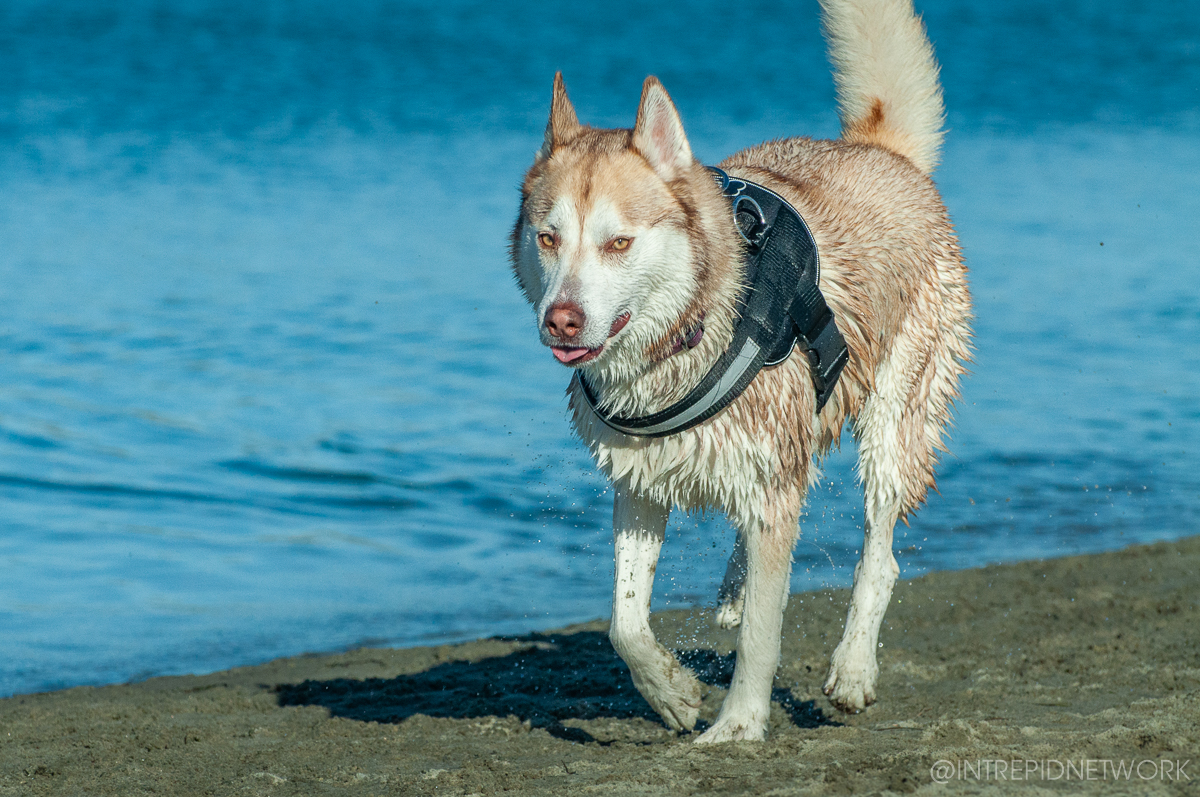 Pet's of Dog Beach San Diego