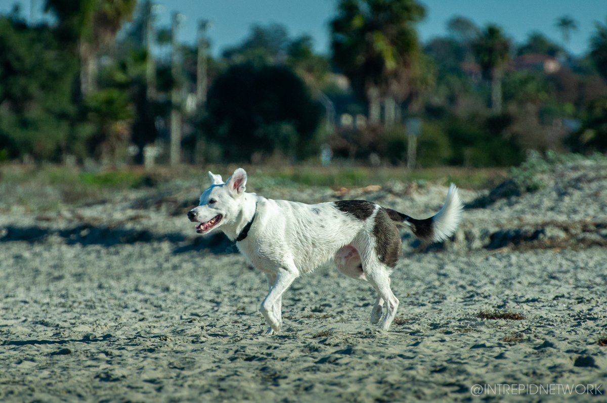 Pet's of Dog Beach San Diego