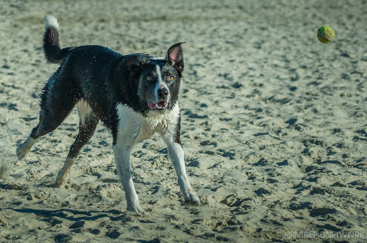 Pet's of Dog Beach San Diego