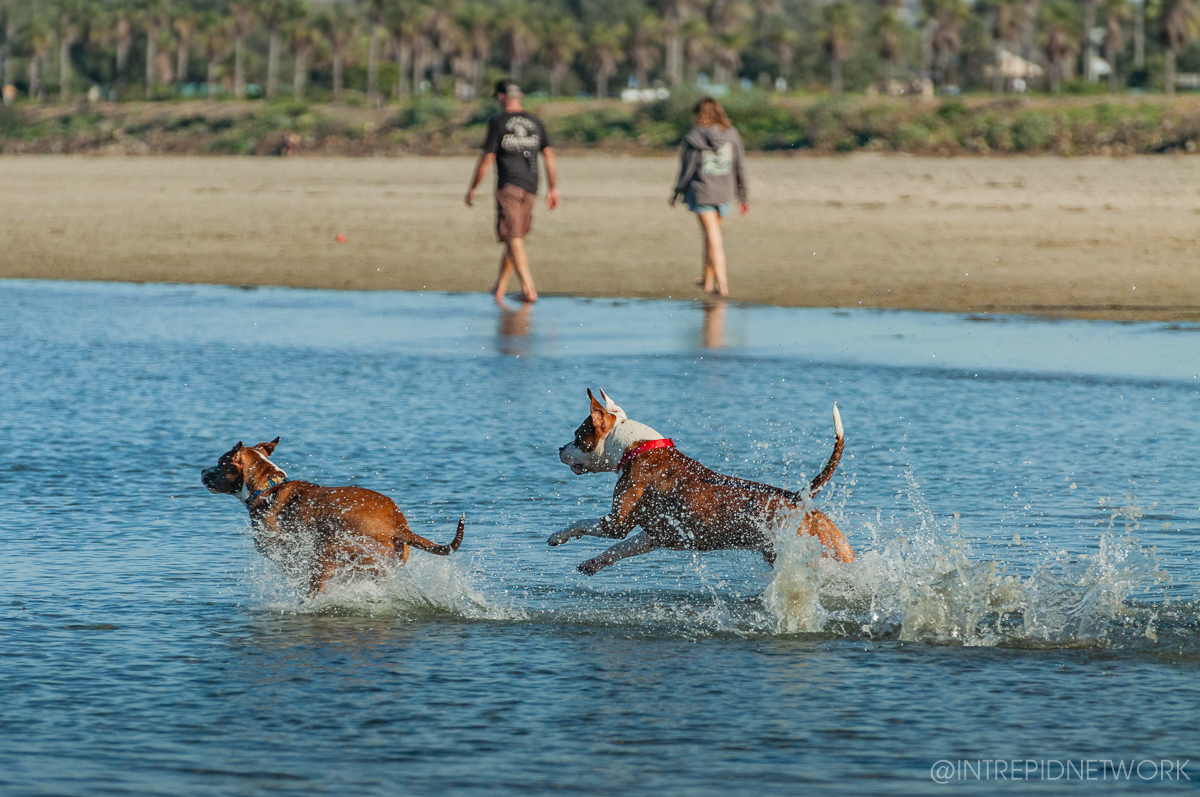 Pet's of Dog Beach San Diego