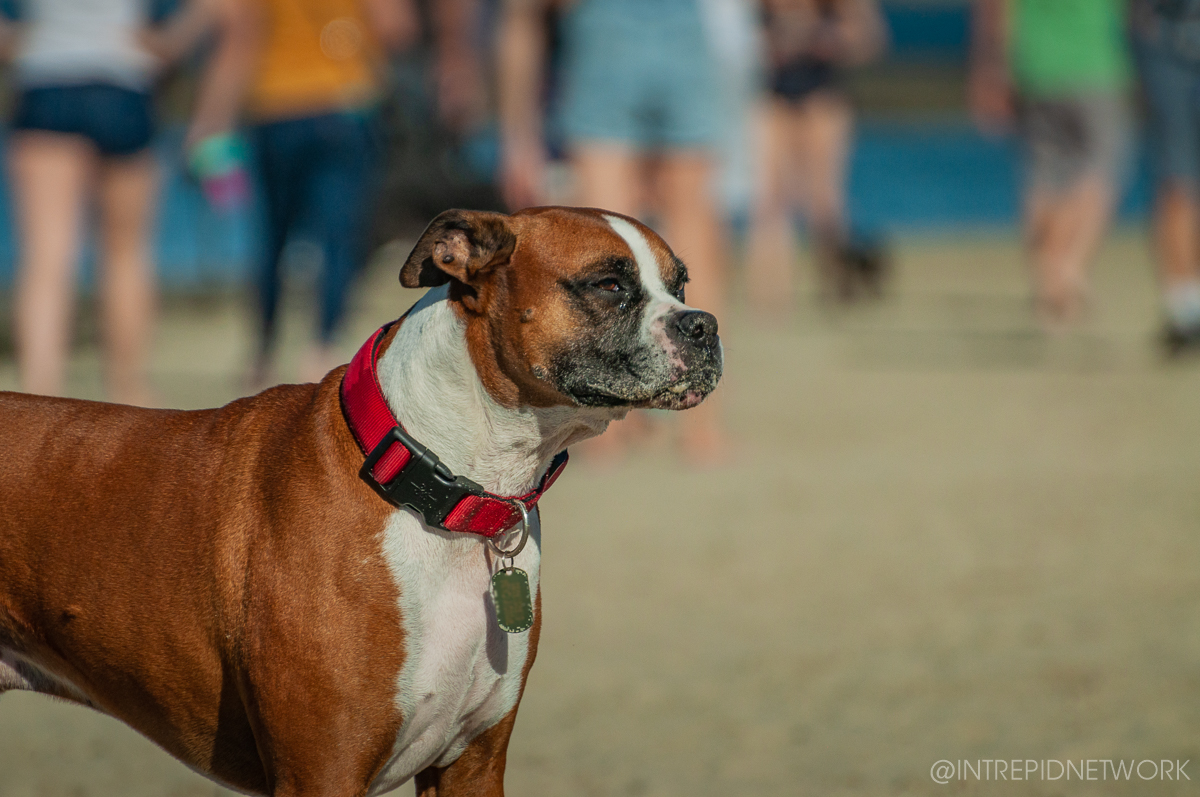 Pet's of Dog Beach San Diego