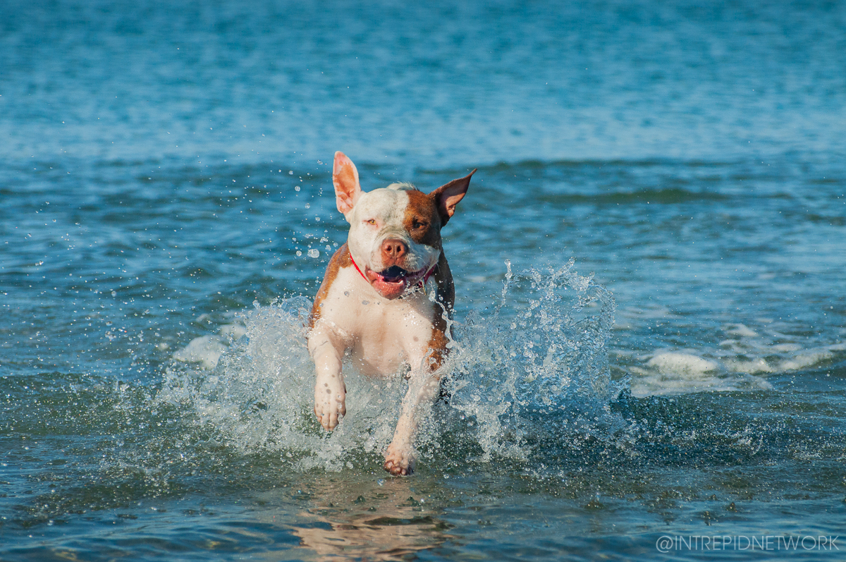 Pet's of Dog Beach San Diego