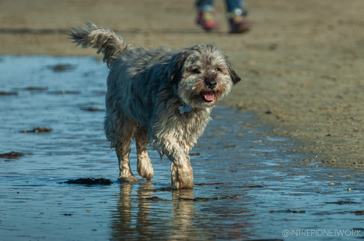 Pet's of Dog Beach San Diego