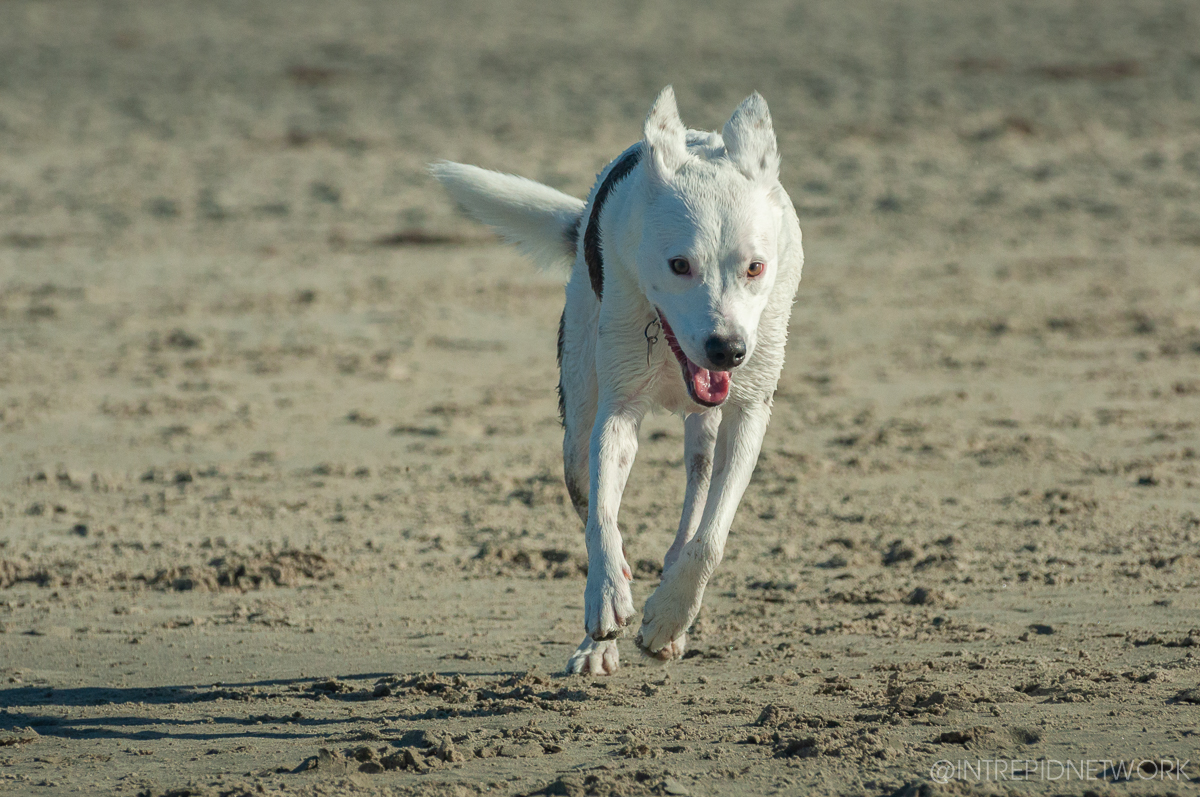 Pet's of Dog Beach San Diego