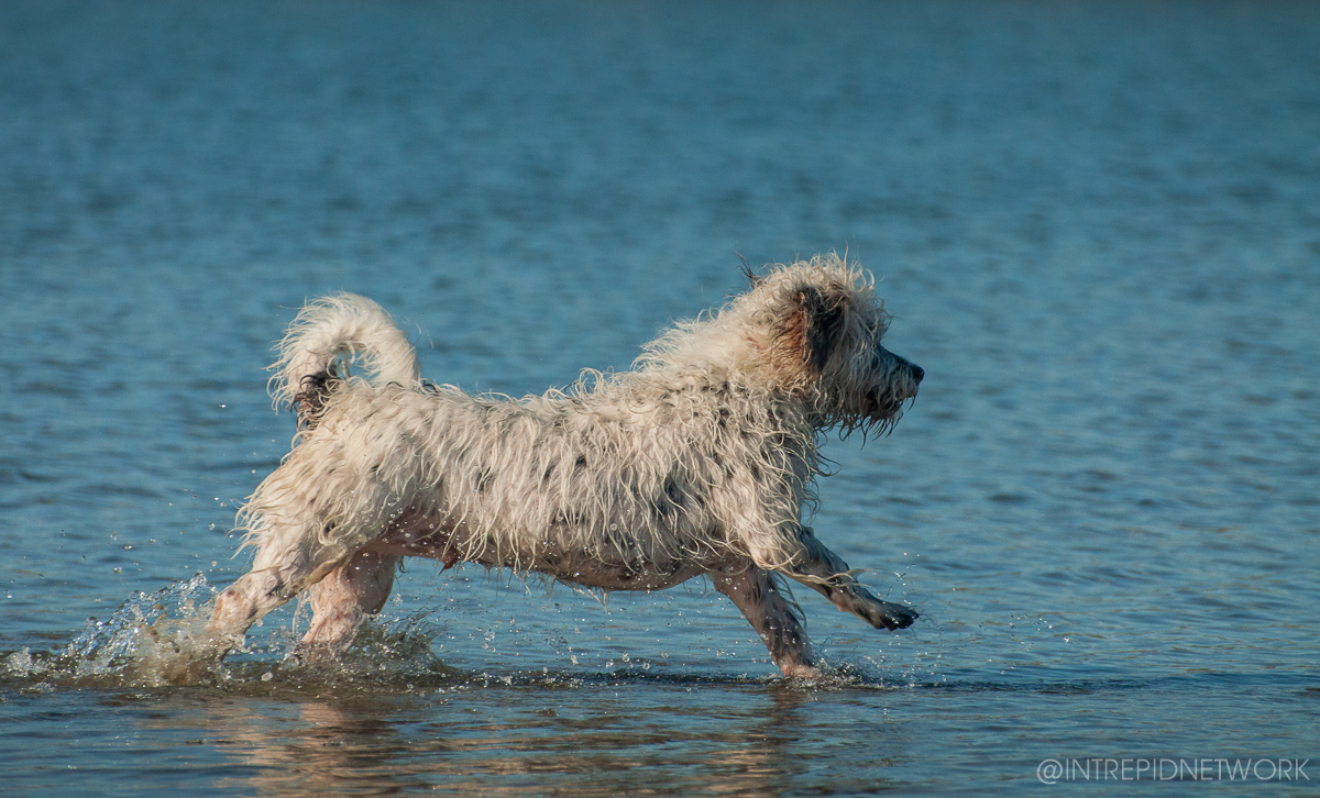 Pet's of Dog Beach San Diego