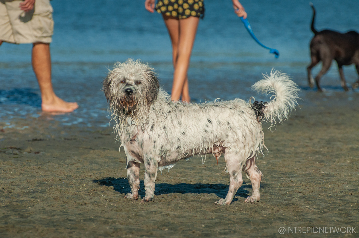 Pet's of Dog Beach San Diego