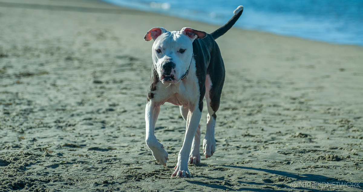 Pet's of Dog Beach San Diego