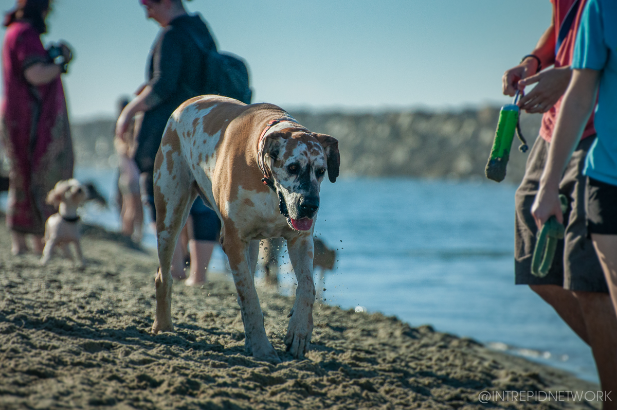 Pet's of Dog Beach San Diego