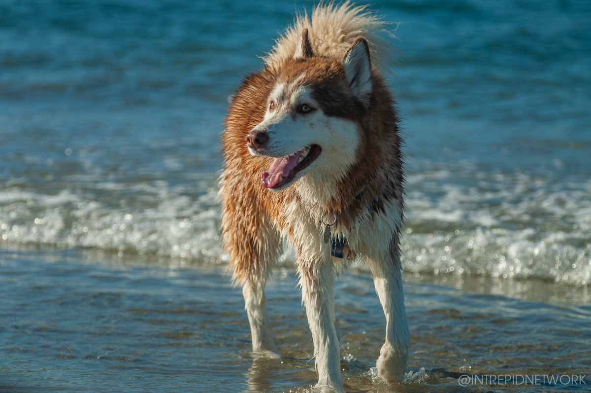 Pet's of Dog Beach San Diego