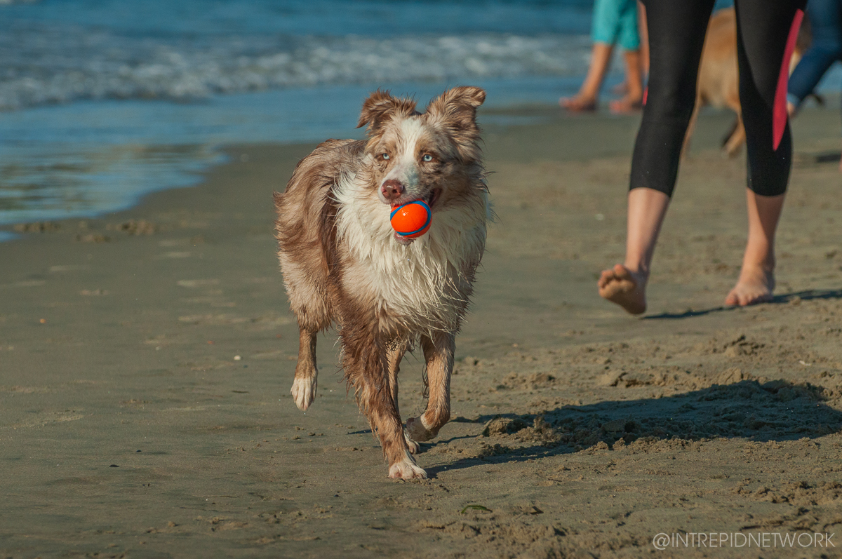 Pet's of Dog Beach San Diego