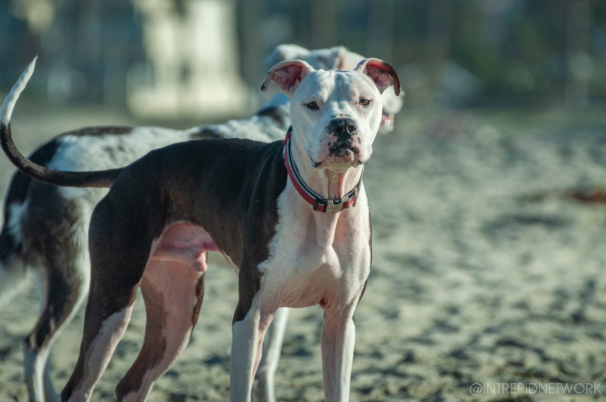 Pet's of Dog Beach San Diego