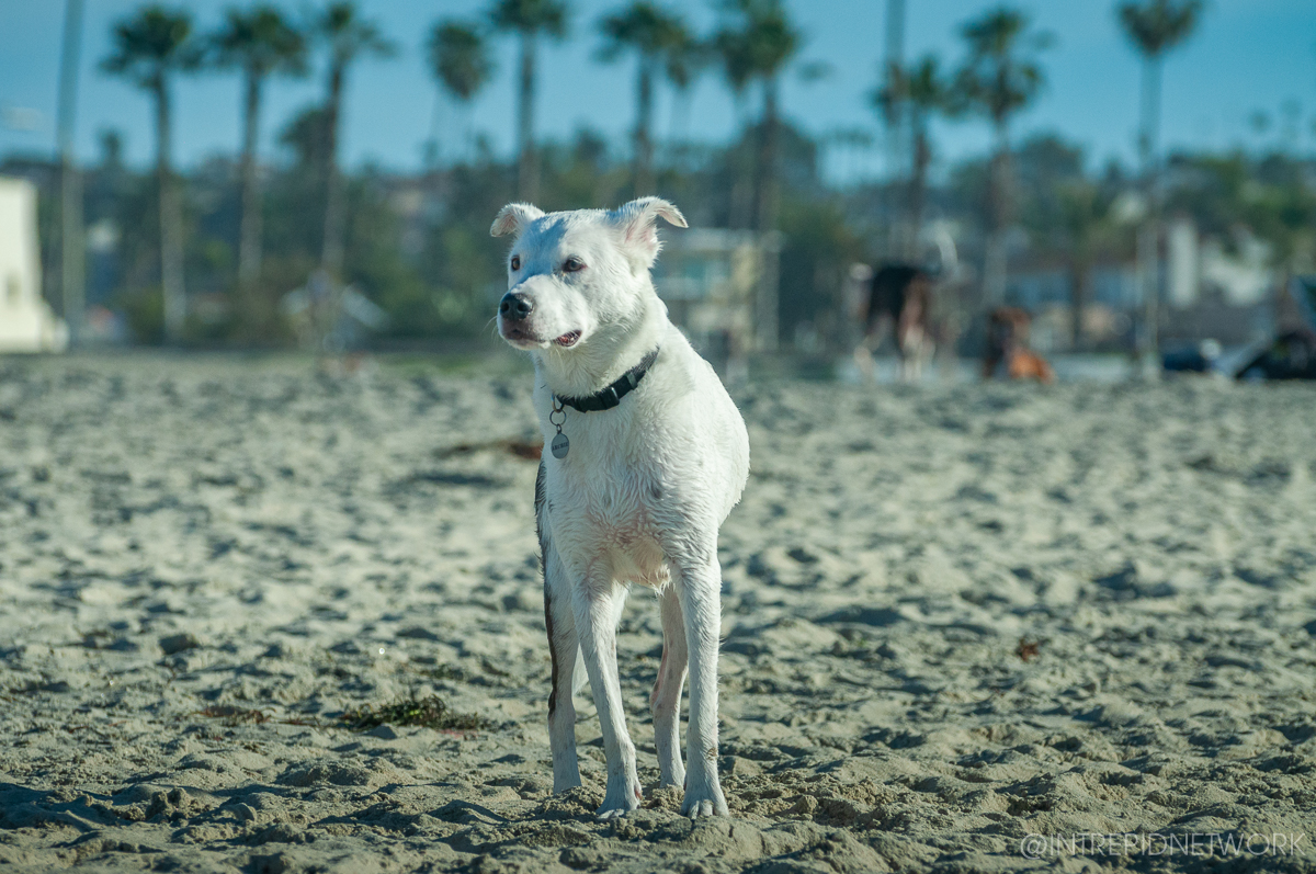 Pet's of Dog Beach San Diego