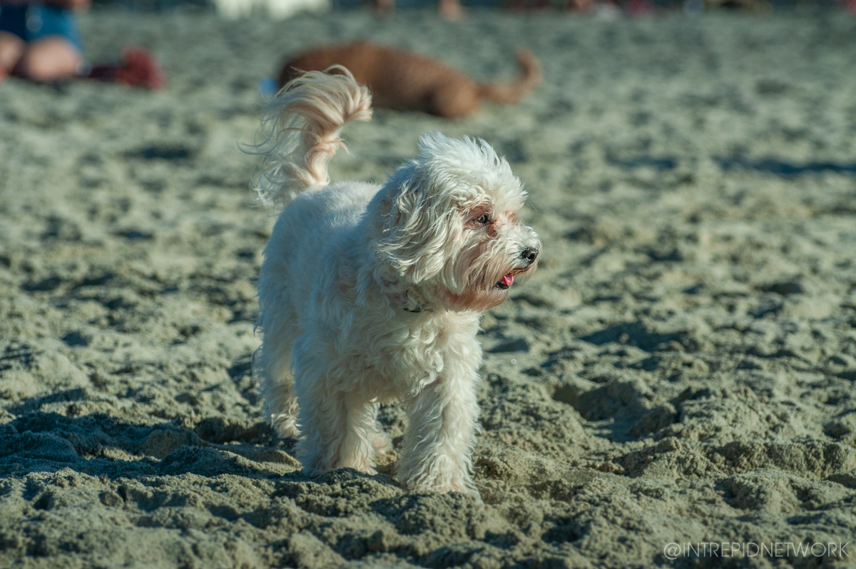 Pet's of Dog Beach San Diego