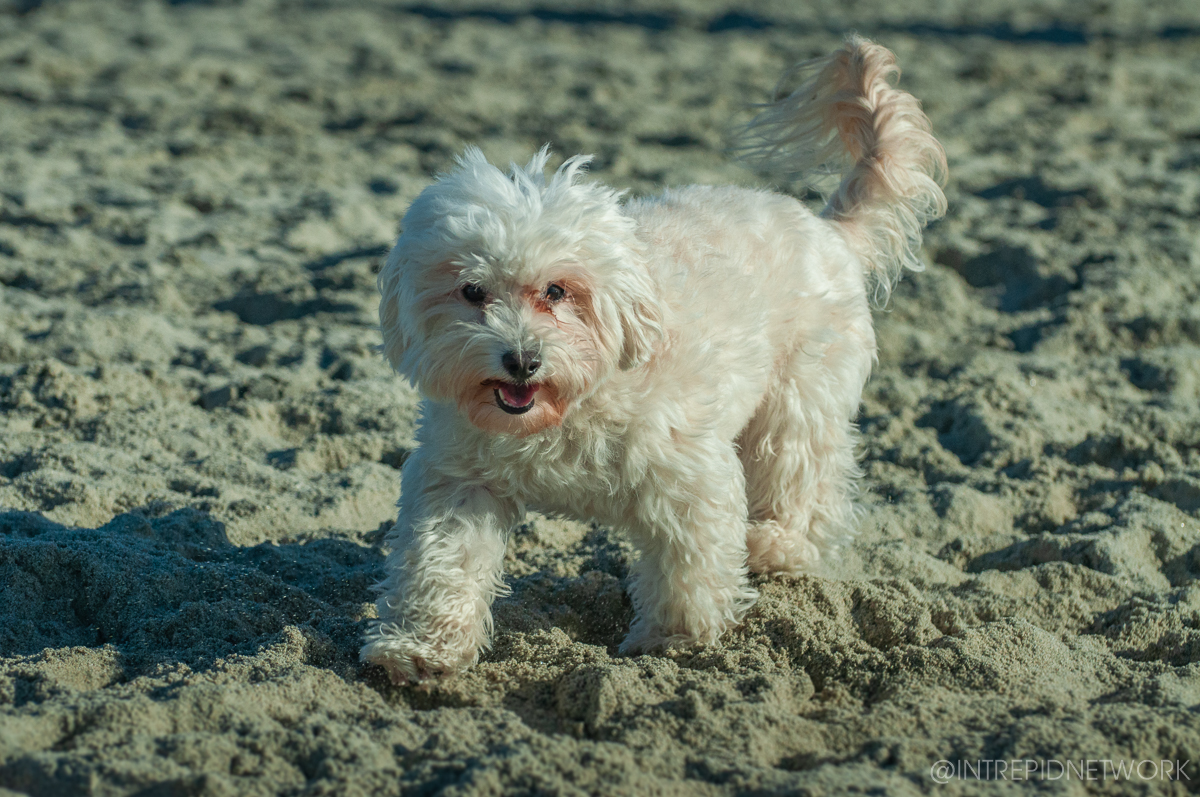 Pet's of Dog Beach San Diego