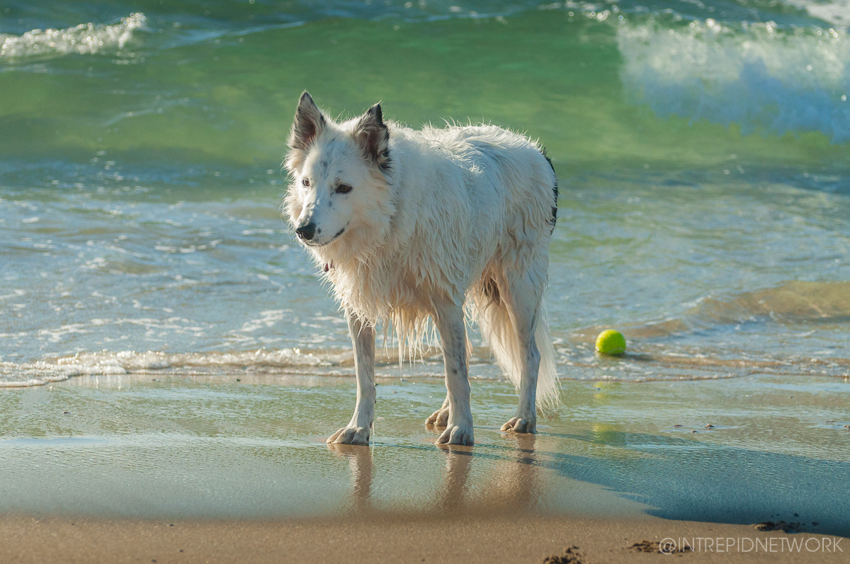 Pet's of Dog Beach San Diego