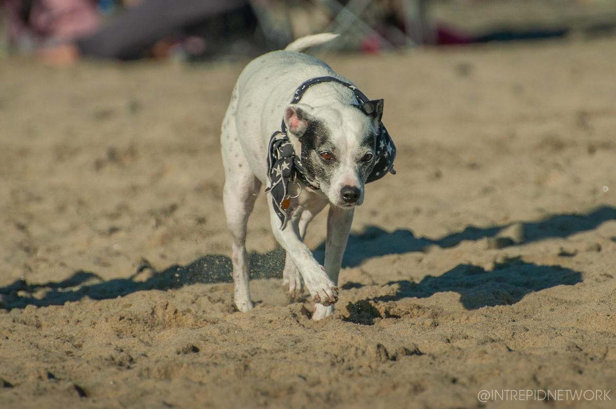 Pet's of Dog Beach San Diego