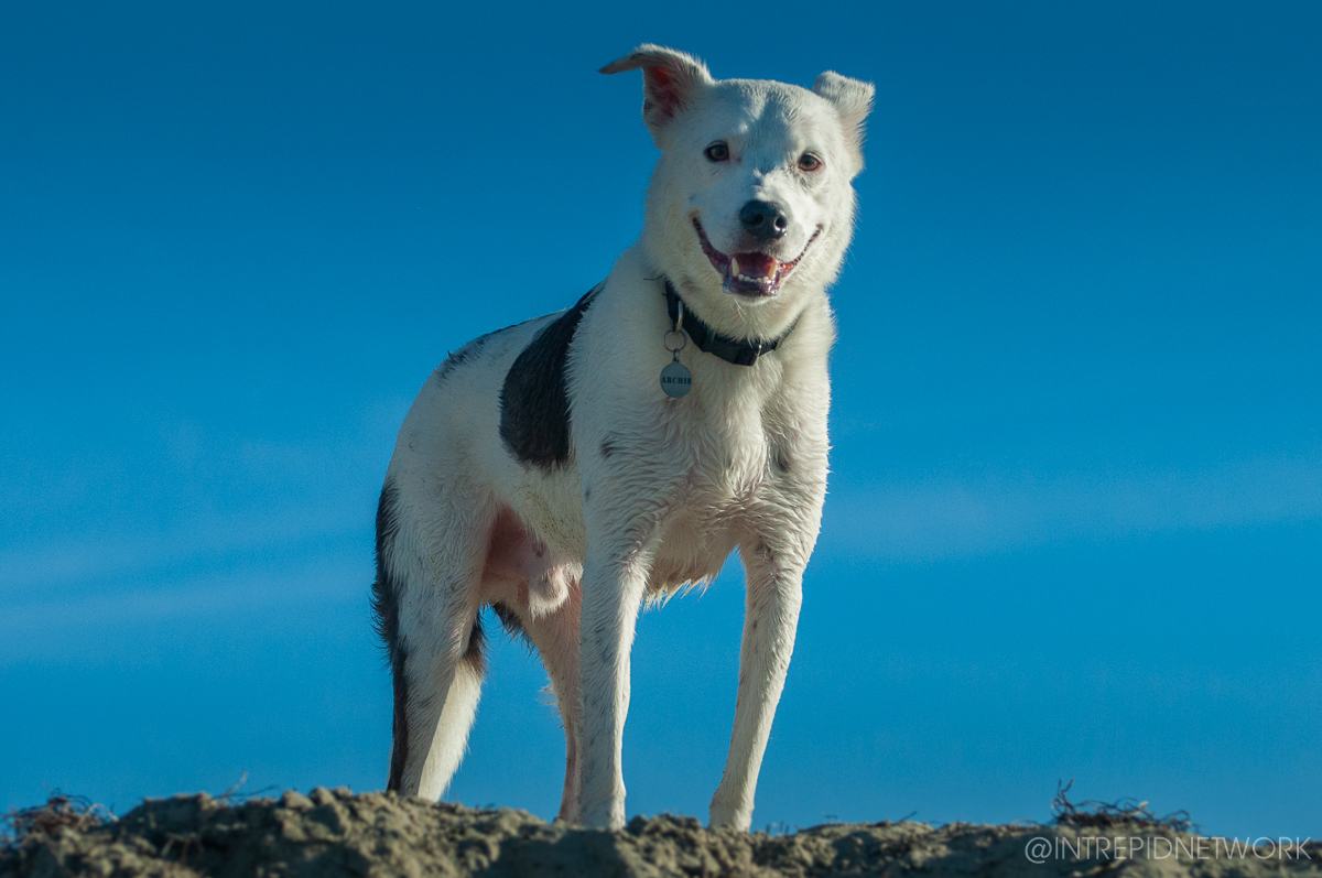 Pet's of Dog Beach San Diego