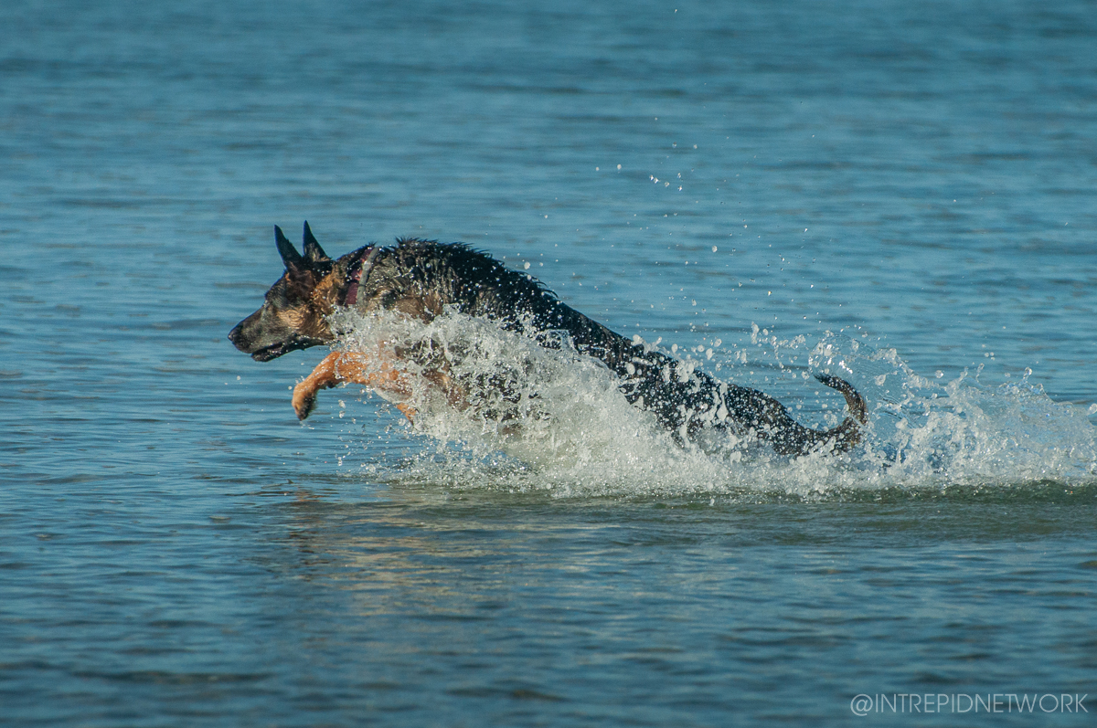 Pet's of Dog Beach San Diego