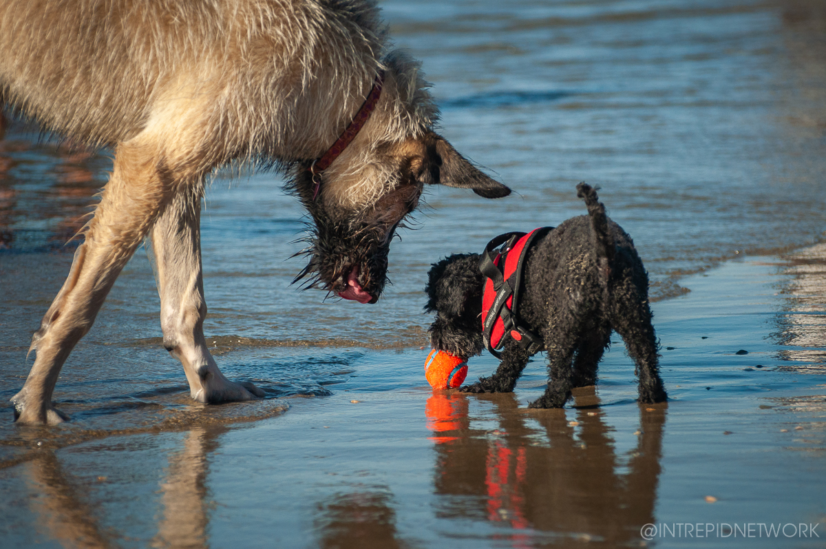 Pet's of Dog Beach San Diego