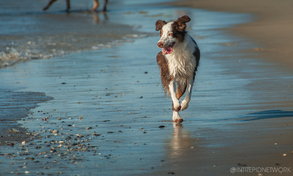 Pet's of Dog Beach San Diego