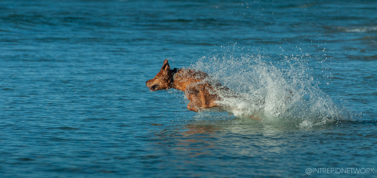 Pet's of Dog Beach San Diego