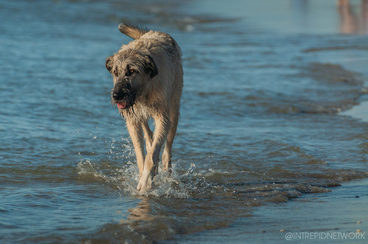 Pet's of Dog Beach San Diego