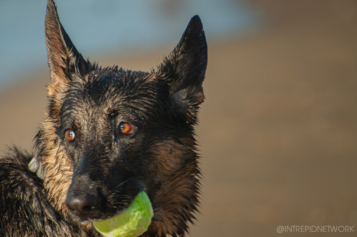 Pet's of Dog Beach San Diego