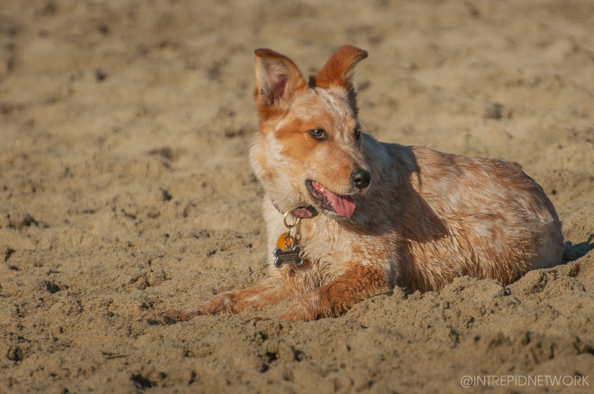 Pet's of Dog Beach San Diego