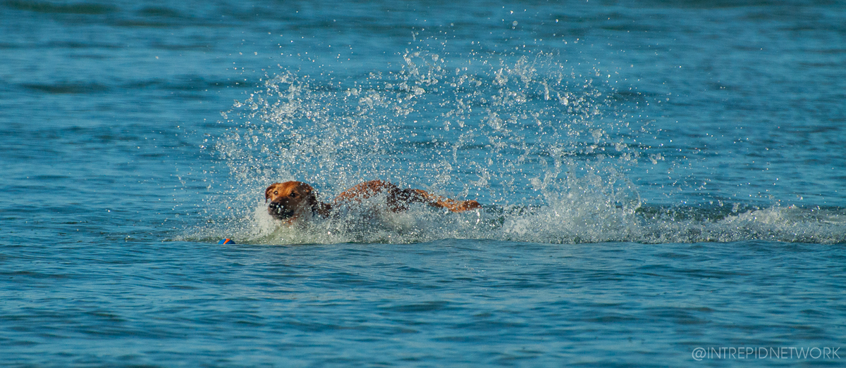 Pet's of Dog Beach San Diego