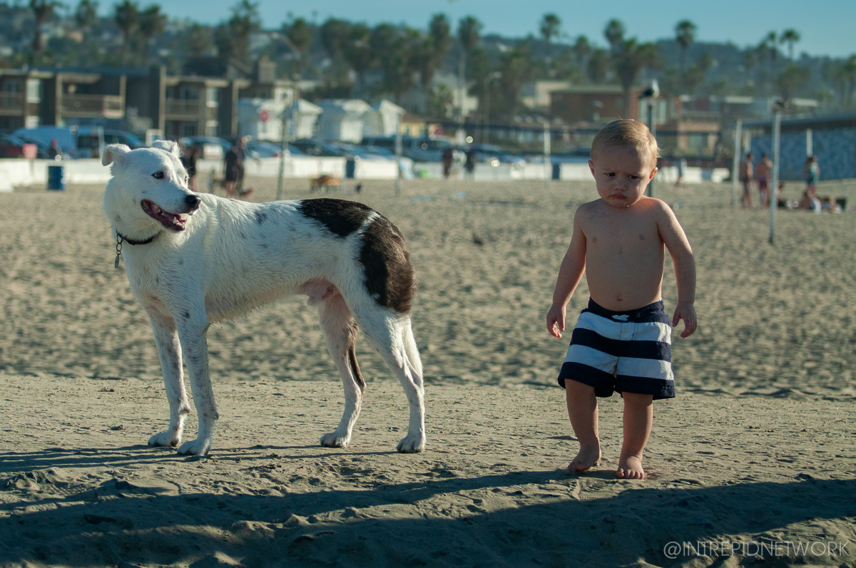 Pet's of Dog Beach San Diego