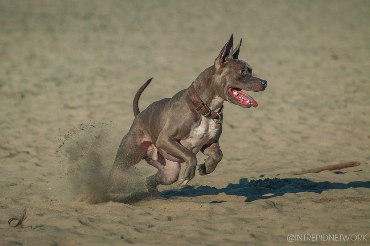 Pet's of Dog Beach San Diego