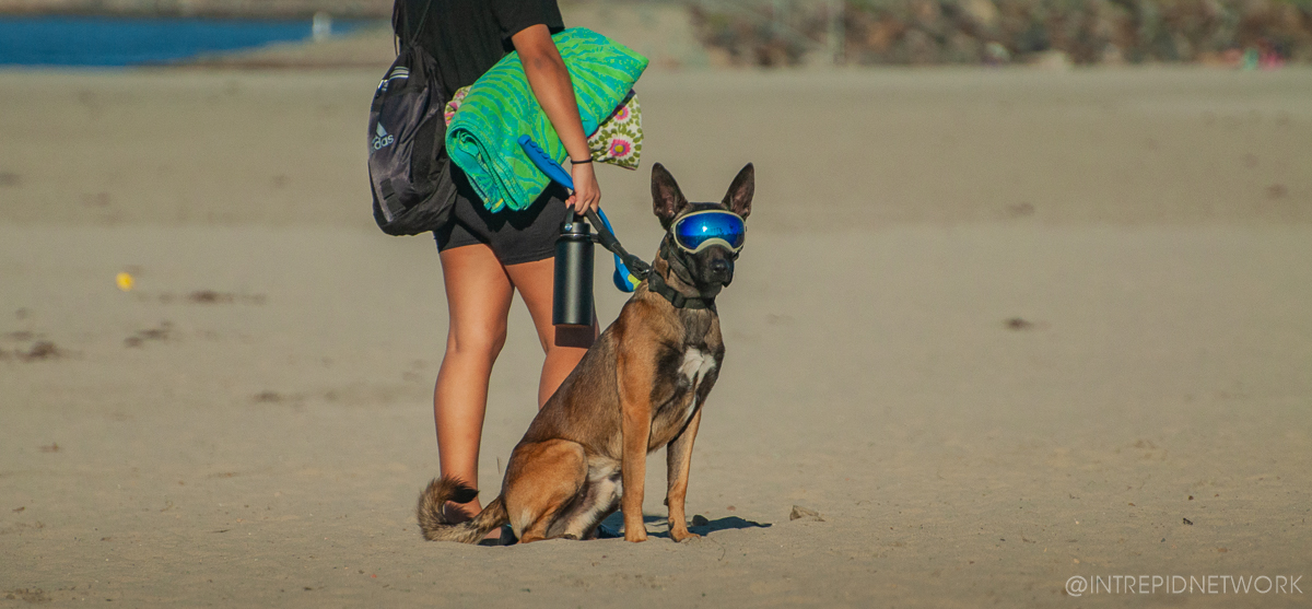 Pet's of Dog Beach San Diego